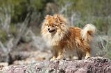 SPITZ ALLEMAND 300